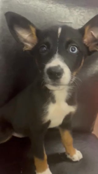 Husky Mix Pup in Middleburg, Florida