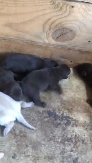 Chocolate Labradors in Atlanta, Georgia