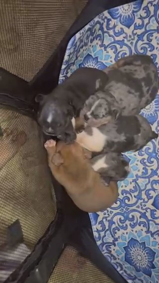 Male Exotic Micro Bully’s in Cape Coral, Florida