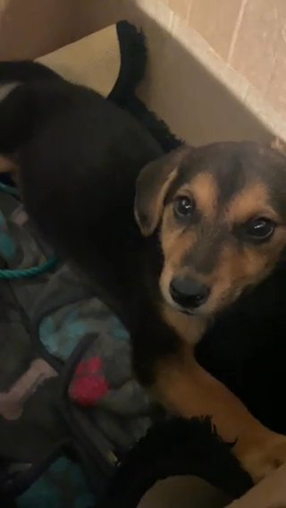 Australian Shepherd/Siberian Husky/Blue Heeler Mix in Charlottesville, Virginia