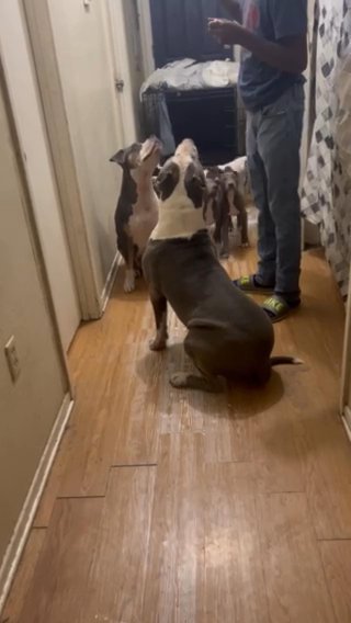Xl American Bullies in Baton Rouge, Louisiana