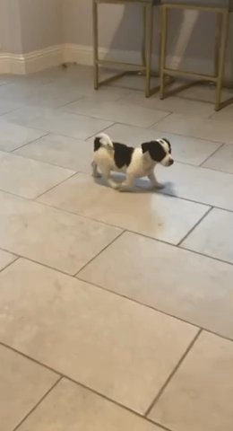 Dog For Sale in Mesquite, Texas