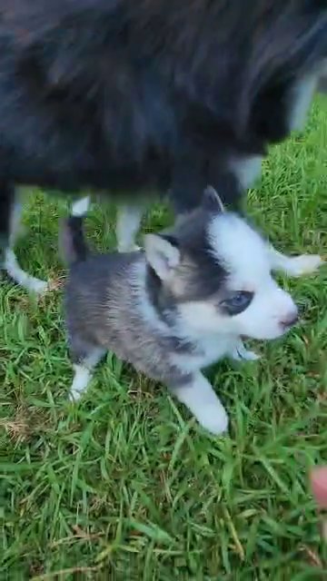 Female Toy Pomsky F4 puppies in Gastonia, North Carolina