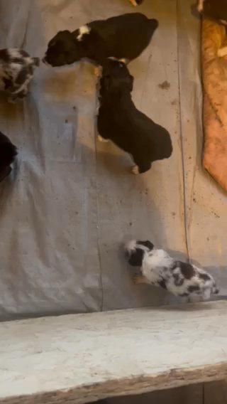 AKC Standard Australian Shepherd in Glenwood Springs, Colorado