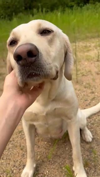 Upcoming AKC Yellow Labrador Litter in Bemidji, Minnesota