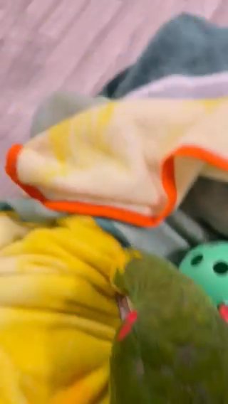 Yellow Naped Amazon Parrot in Portage, Michigan