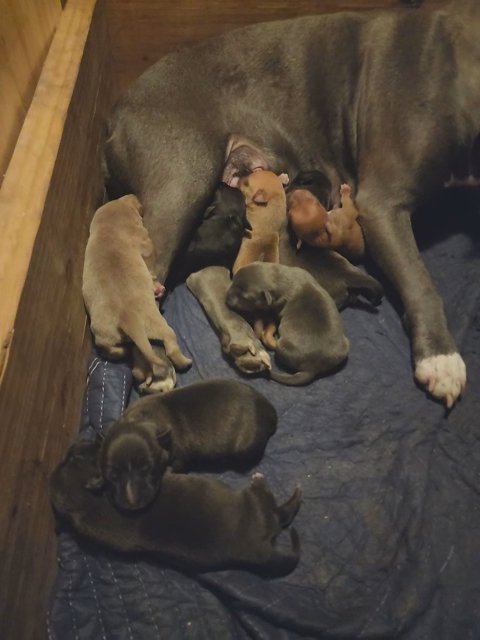ABKC AMERICAN BULLY PUPS BORN 07/12/2023 in St. Louis, Missouri