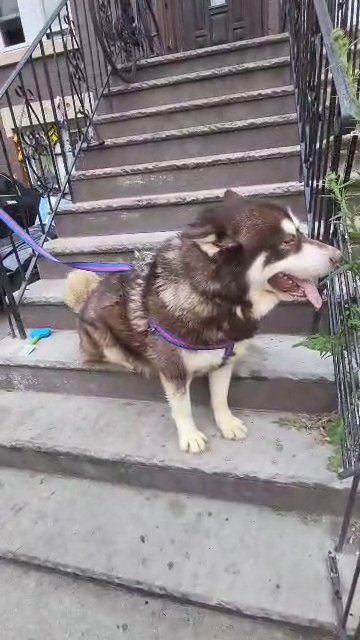 HUGE!!! purebreed malamute boy $600 brooklyn nyc in New York City, New York