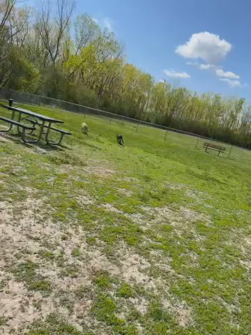 Two Brothers Looking For A New Home in Chicago, Illinois