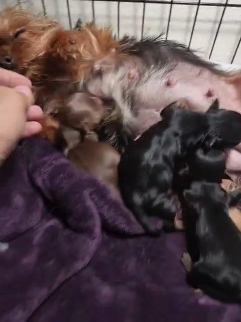 teacup Yorkies in Victorville, California
