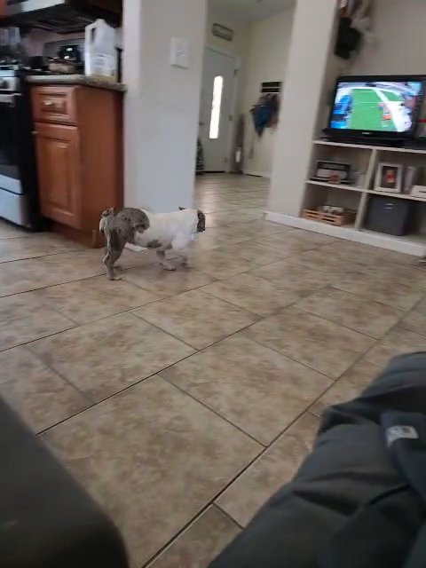 micro bullies in Victorville, California