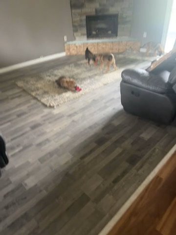 German Shepherd Mix Puppies in Center, Pennsylvania