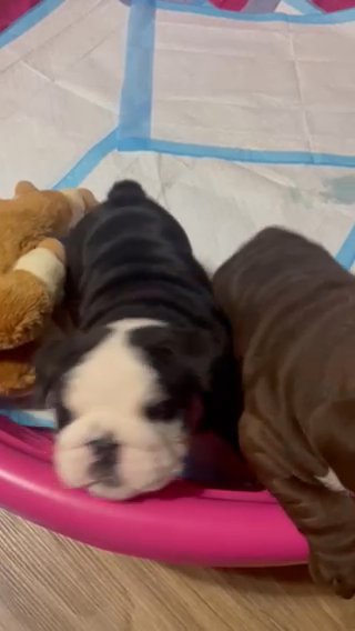 AKC ENGLISH BULLDOG PUPPIES in Houston, Texas