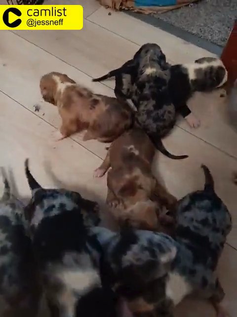 XL American Bully puppies in State College, Pennsylvania