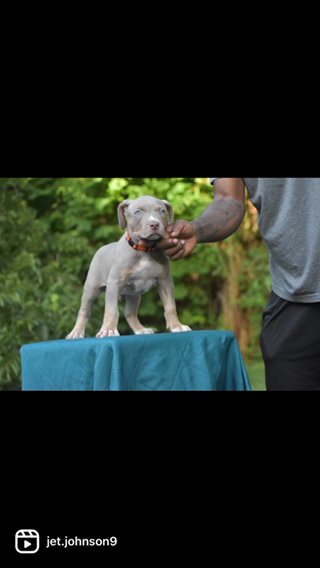 Pup Date! 8 Weeks Old And Ready For Their New Homes in Houston, Texas