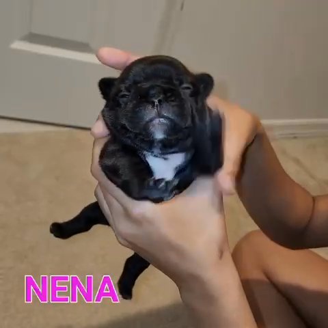 French Bulldogs Black In in Poinciana, Florida