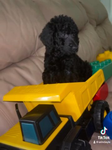 Standard Poodle Puppies in Lehigh Acres, Florida