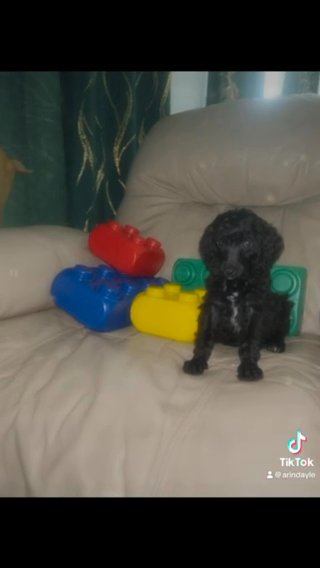 Moyen Poodle Girl in Lehigh Acres, Florida
