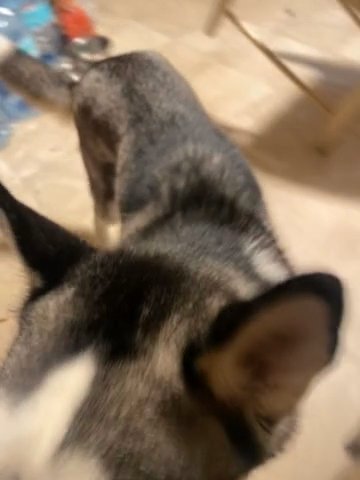 Husky For Sale in East Stroudsburg, Pennsylvania
