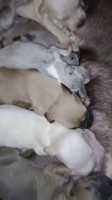 Pit puppies in Gainesville, Florida