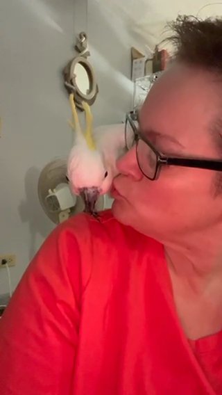 Sulfur crested cockatoo in Spring Hill, Florida