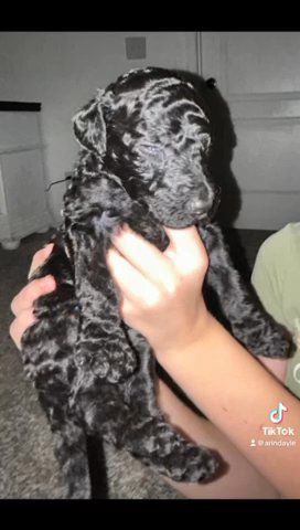 Standard Poodle Puppies in Lehigh Acres, Florida