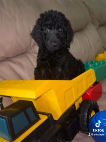 Standard Poodle Puppy in Lehigh Acres, Florida