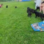 Sheppard lab puppy's in Binghamton, New York