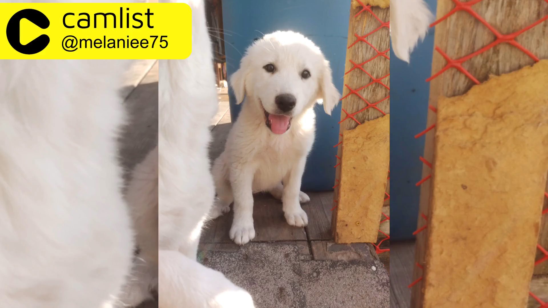 Mixed Pyrenees Dogs in Seagoville, Texas