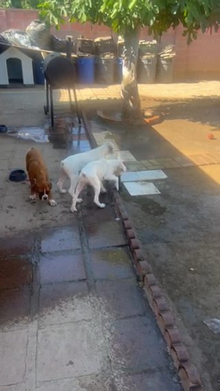 Boxer Puppies in Los Angeles, California