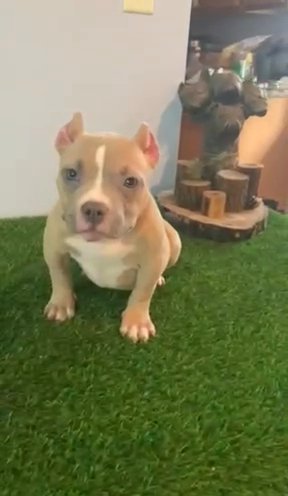 American Bully Female Going For The LOW ‼️ in Detroit, Michigan