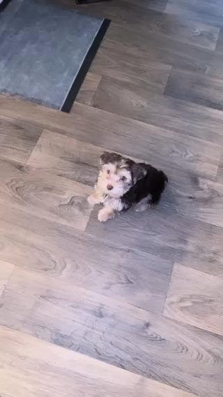 Chocolate Male Yorkie in Winston-Salem, North Carolina