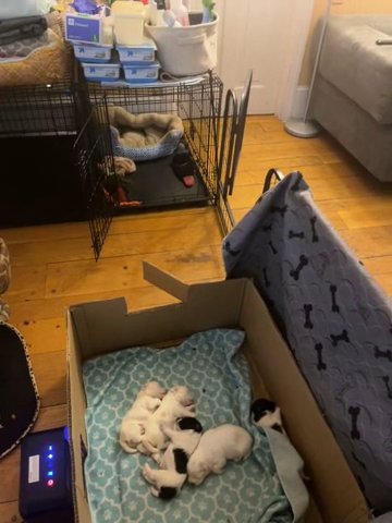 Last One Of Five! Male havanese! in Wawarsing, New York