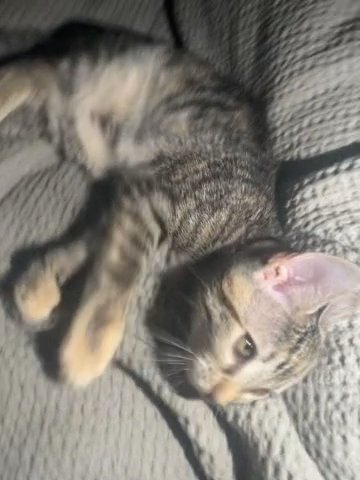 Kittwn in Simi Valley, California