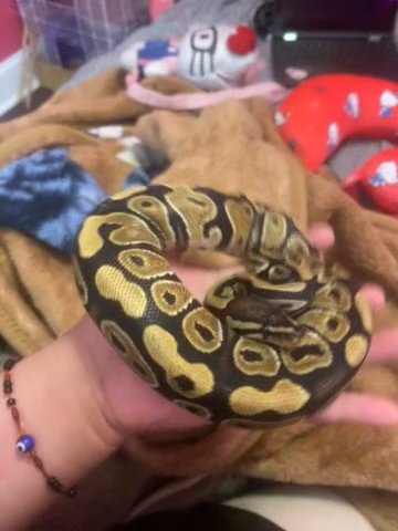 female ball python in Sterling, Virginia