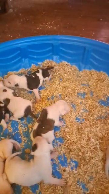 American pit bull terrier puppies in Cincinnati, Ohio