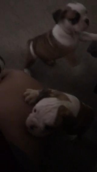 English Bulldogs in San Bernardino, California