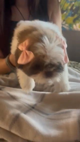 Female Shih Tzi- Imperial in Lexington, North Carolina