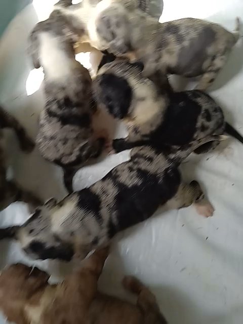 XL American Bully puppies in State College, Pennsylvania
