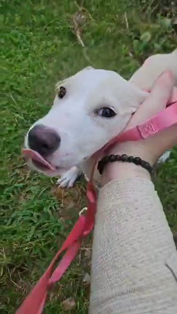 Free lab mixed puppy with $20 donation. (comes with premium dog food) in Woodstock, Georgia