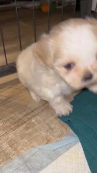 Shihtzu in Los Angeles, California