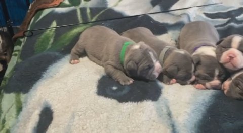 American Micro Bullies in Bethesda, Maryland