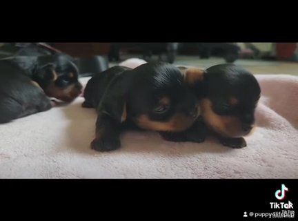 Yorkshire terrier-akc Pups in Hugo, Minnesota