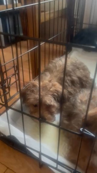 Female Yorkipoo in Syracuse, New York