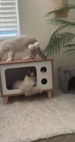 Snowshoe Siamese Mix Brothers in San Tan Valley, Arizona