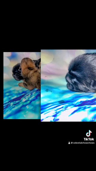 Russian Import Show Line Chow Chows in Hilo, Hawaii
