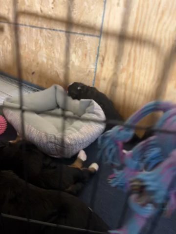 7 Bernedoodles Available (5 Female 1 Male) in McPherson, Kansas