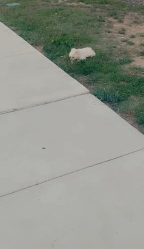 Shih tzu poodle Very Good Girl in Fort Worth, Texas