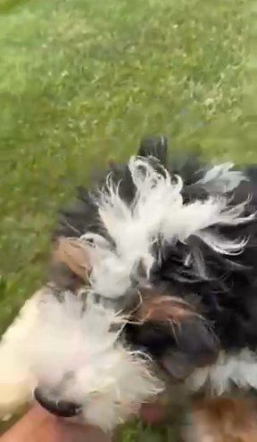Peter The Mini Bernedoodle in New Philadelphia, Ohio