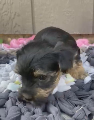 Purebred Yorkshire Terrier in Nashville, Tennessee